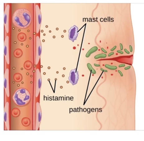<ul><li><p>Damage to tissue stimulates mast cell (type of WBC) to release histamine, heparin and other chemicals into the area.</p></li><li><p>A clot of fluid forms around the damaged area to slow the spread of pathogens</p></li></ul><p></p>