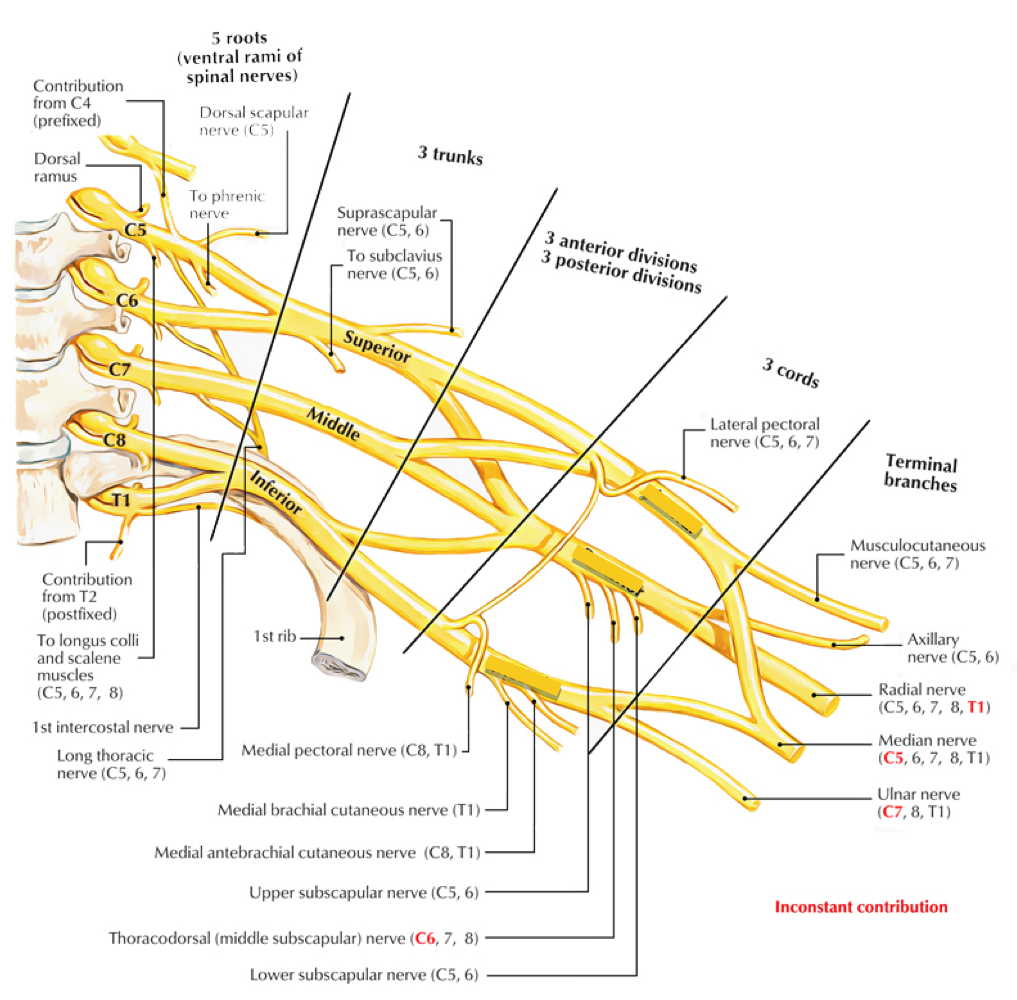 <p>Cords of the Brachial Plexus</p>