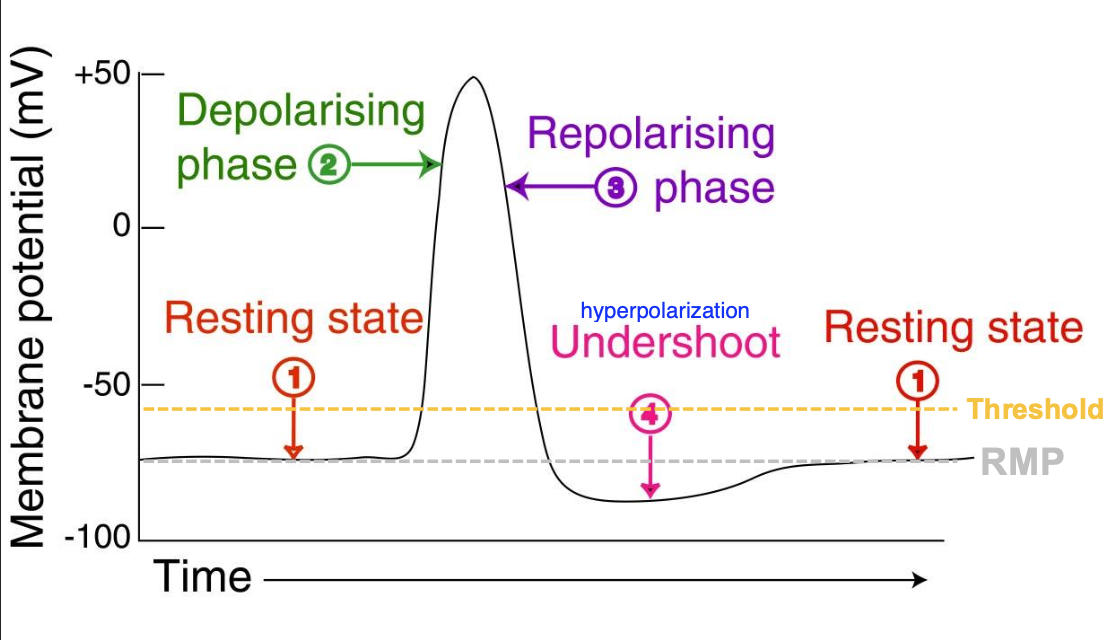 <ol><li><p>Resting state</p></li><li><p>Depolarizing phase</p></li><li><p>Repolarizing phase</p></li><li><p>Undershoot</p></li><li><p>Resting state</p></li></ol><p></p>
