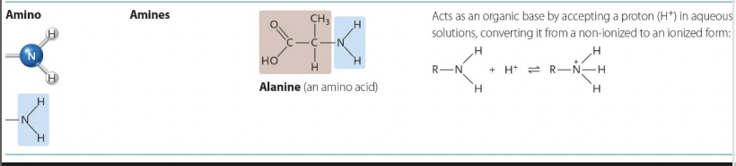 <p>Amines, (Amino Acid, has an Amino and a Carboxyl)</p>