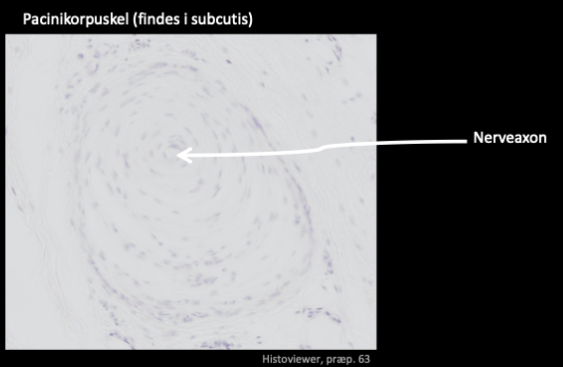 <p>Dybt i dermis/subcutis.<br>Registrerer tryk/vibration</p>