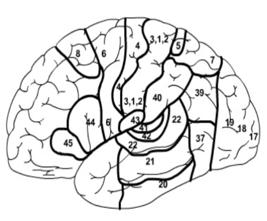 <p>Identify the Brodmann’s Area for the parietal lobe</p>