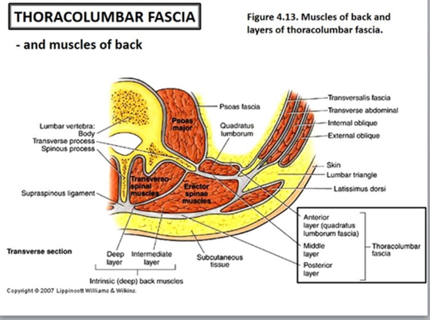<p>the thoracolumbar fascia in the lumbar region attach laterally to what muscles? </p>
