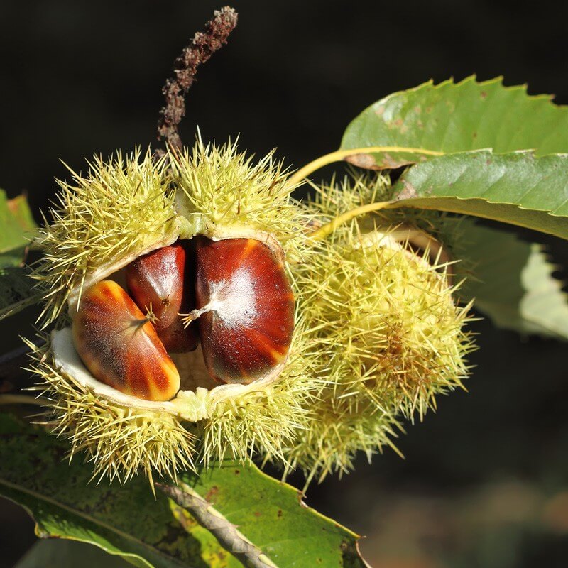 <p>Castanea sativa</p>
