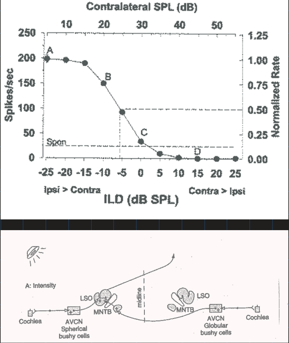 <ul><li><p><strong>Cellular Support:</strong> <strong>IE neurons</strong> (Inhibitory-Excitatory) found in the <strong>LSO</strong> (Lateral Superior Olive). Inhibitory comes from MNTB</p></li><li><p><strong>Response Pattern:</strong> These cells are <strong>excited by ipsilateral</strong> stimuli and <strong>inhibited by contralateral</strong> stimuli.</p></li><li><p><strong>The MNTB Role:</strong> Contralateral inhibition comes through the <strong>MNTB</strong>, which serves as an <strong>inhibitory relay nucleus</strong> and provides a <strong>‘sign’ inversion</strong> for contralateral signals.</p></li><li><p><strong>Precise Timing:</strong> The <strong>Calyx of Held</strong> (largest synapse in mammalian brain) provides potent excitatory drive to the MNTB to maintain speed.</p></li><li><p><strong>Neural Pathway:</strong></p><ul><li><p><strong>Ipsilateral:</strong> Cochlea → CN → LSO (Excitatory).</p></li><li><p><strong>Contralateral:</strong> Cochlea → CN → <strong>decussation</strong> → <strong>MNTB</strong> → LSO (Inhibitory)</p></li></ul></li></ul><p></p>