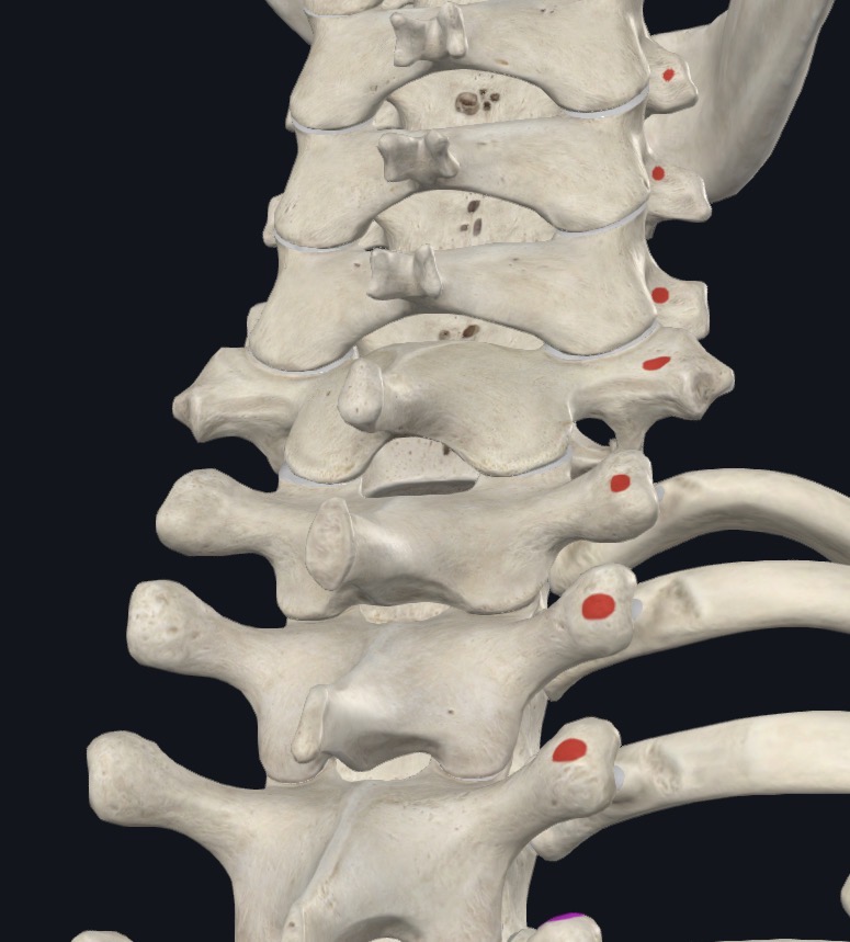 <p>TPs T1-T5, articular processes C4-C7</p>