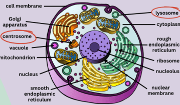 <p>Characteristics of Animal Cells</p>