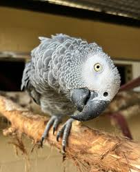 <ul><li><p>equatorial africa</p></li><li><p><strong>larger congo grey</strong> and the <strong>smaller timneh grey</strong></p></li><li><p><strong>40-60 years</strong> in captivity</p></li></ul><p></p>