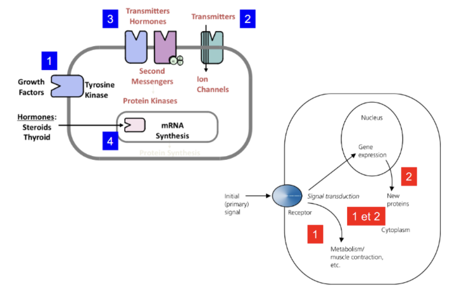 <p>Récepteurs membranaires (protéines surtout, interaction avec substance hydrophiles).</p><p>Récepteurs cytoplasmiques (interaction avec substances lipidiques ou stéroïdiennes puisque perméable à la membrane)</p><p>Récepteurs nucléaires (surtout sensibles aux hormones thyroïdiennes)</p><p>En général, les récepteurs se trouvent sur des rafts. </p>