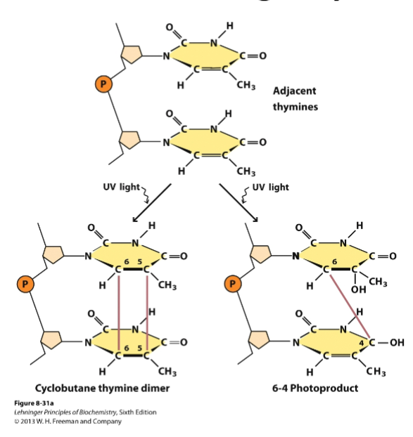 <p>pyrimidine dimers</p>