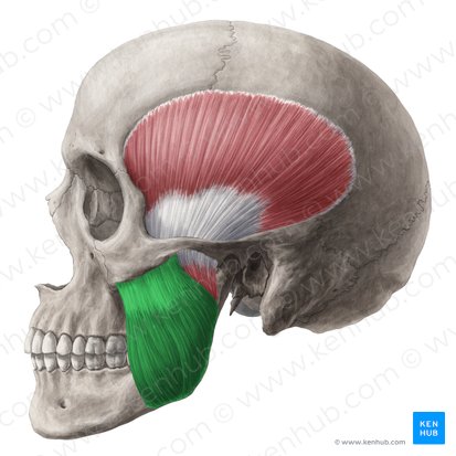 <p>chewing</p><p>Origin: zygomatic arch</p><p>Insertion: mandibular ramus</p>