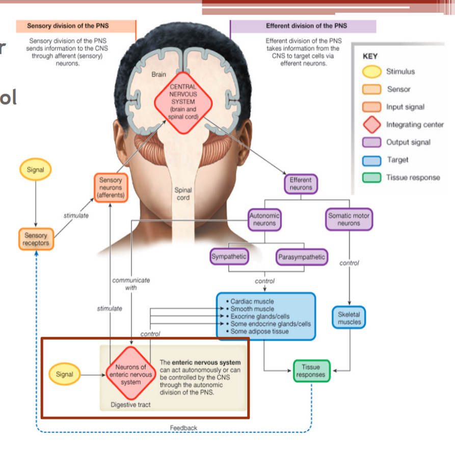<p>The digestive system is under neural and endocrine control</p>