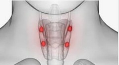 <p>Regulates calcium and phosphate metabolism.</p>