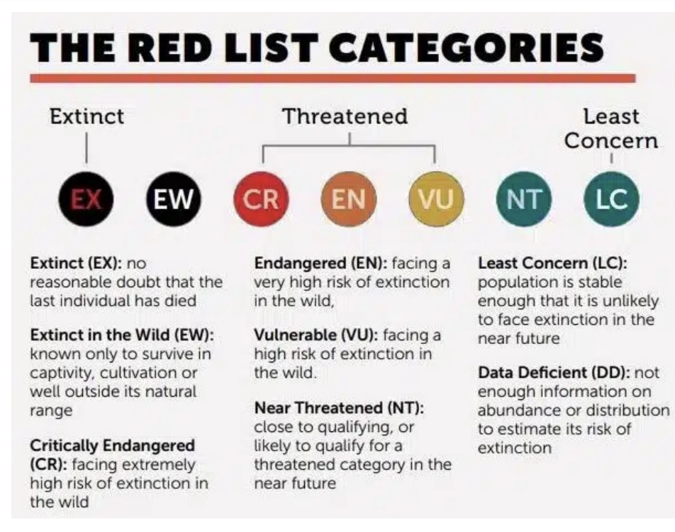 <ul><li><p>Categories species at risk</p></li><li><p>Extinct: most dire</p><ul><li><p>last indiv has died with no doubt</p></li></ul></li><li><p>Extinct in wild: known only to survive in captivity, cultivation, or well outside of its natural range</p><ul><li><p><span style="background-color: inherit; line-height: 19.55px; color: windowtext;">don't exist in the wild range</span><span style="line-height: 19.55px; color: windowtext;"> </span></p><ul><li><p class="Paragraph SCXO80424277 BCX0" style="text-align: left;"><span style="background-color: inherit; line-height: 19.55px; color: windowtext;">Gone from historic range -> but reintroduced by humans to new region, also considered extinct in wild</span><span style="line-height: 19.55px; color: windowtext;"> </span></p></li></ul></li></ul></li><li><p class="Paragraph SCXO80424277 BCX0" style="text-align: left;">Critically endangered: facing extremely high risk of extinction in wild</p><ul><li><p class="Paragraph SCXO80424277 BCX0" style="text-align: left;">threatened</p></li></ul></li><li><p class="Paragraph SCXO80424277 BCX0" style="text-align: left;">Endangered: facing very high risk of extinction in the wild</p><ul><li><p class="Paragraph SCXO80424277 BCX0" style="text-align: left;">threatened</p></li><li><p class="Paragraph SCXO80424277 BCX0" style="text-align: left;">Vulnerable: close to qualifying or likely to qualify for a threatened category int he future </p><ul><li><p class="Paragraph SCXO80424277 BCX0" style="text-align: left;">threatened</p></li></ul></li><li><p class="Paragraph SCXO80424277 BCX0" style="text-align: left;">Least concern: Population is stable enough that it is unlikely to face extinction in the near future</p></li></ul></li><li><p class="Paragraph SCXO80424277 BCX0" style="text-align: left;">Data deficient</p><ul><li><p class="Paragraph SCXO80424277 BCX0" style="text-align: left;">not enough info on abundance or distribution to estimate its risk of extinction</p></li><li><p class="Paragraph SCXO80424277 BCX0" style="text-align: left;"><span style="background-color: inherit; line-height: 19.55px; color: windowtext;">not enough info to determine species extinction</span><span style="line-height: 19.55px; color: windowtext;"> </span></p><ul><li><p class="Paragraph SCXO163815176 BCX0" style="text-align: left;"><span style="background-color: inherit; line-height: 19.55px; color: windowtext;">Most biodiversity we don't know we exist</span><span style="line-height: 19.55px; color: windowtext;"> </span></p></li></ul></li></ul></li></ul><p></p>