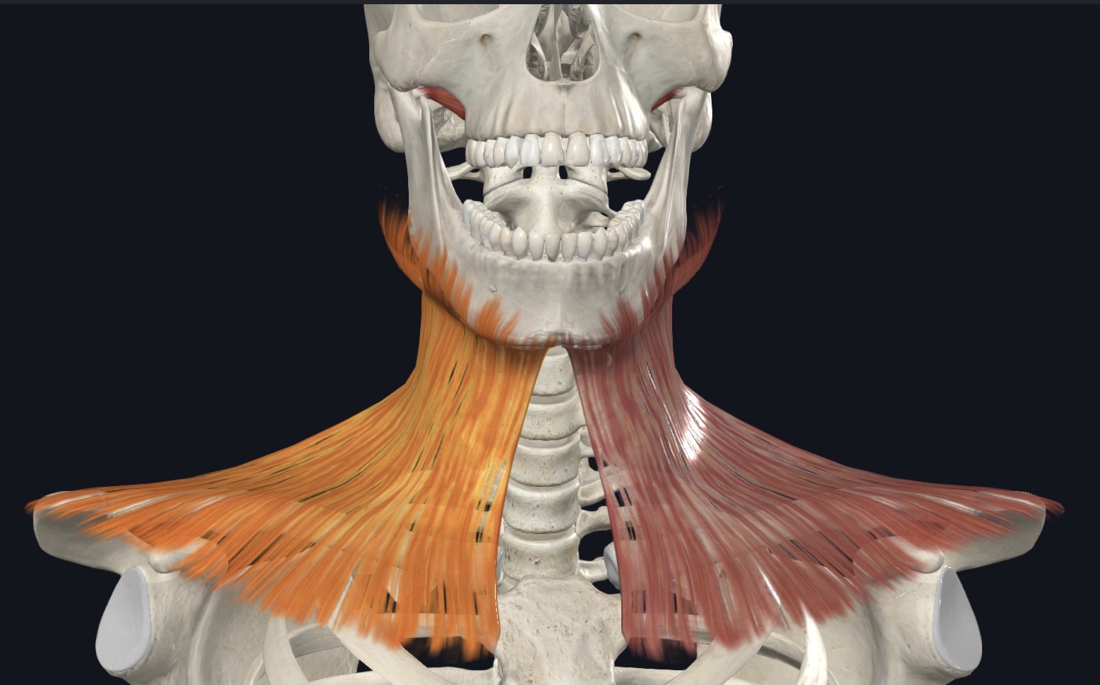 <p>Draws corners of mouth inferiorly and widens it as in expressions of sadness and fright; draws skin of neck superiorly when teeth are clenched</p>
