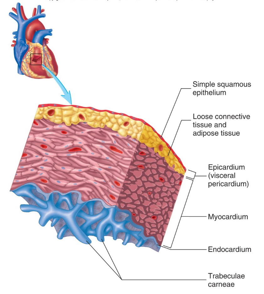 <p>smooth inner surface covering heart cambers and valves, simple squamous epithelium. Covers valve surface and continuous endothelium</p>