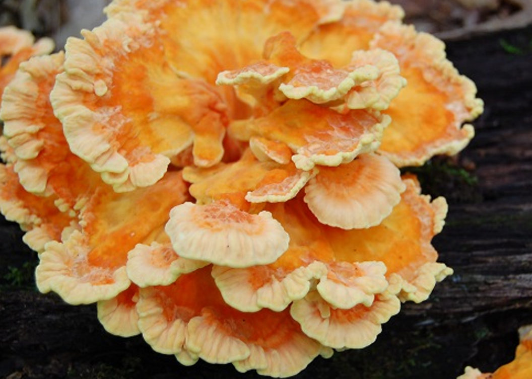 <p>Laetiporus sulphereus</p>