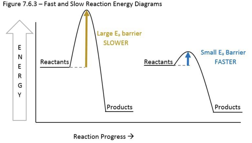 <ul><li><p>The reaction is under kinetic control!!</p></li><li><p>Even as a thermodynamically favored reaction, the activation energy is too high, even if the ΔG is negative!</p><ul><li><p>The student needs to add energy (e.g., heat the mixture) or add a catalyst to lower the activation energy and allow the reaction to proceed faster.</p></li></ul></li></ul><p></p>