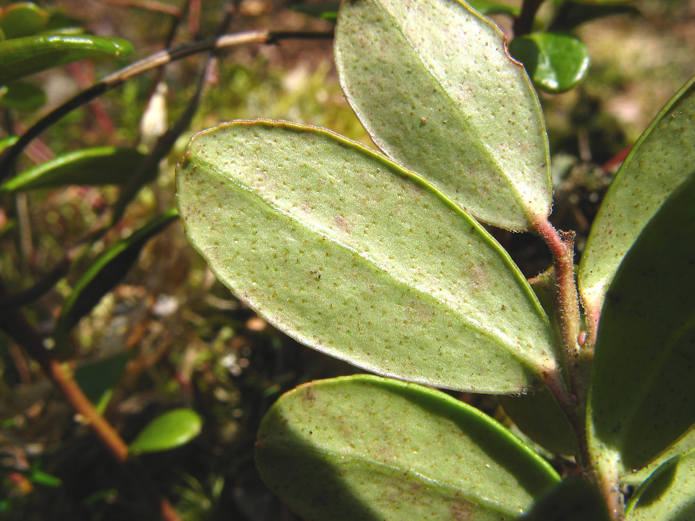 <p>Lingon   (Ericaceae = Ljungväxter)(KÄNN IGEN PÅ BLAD) (Ovala blad med nedvikta kanter)(små prickar på undersida av bladen)</p>
