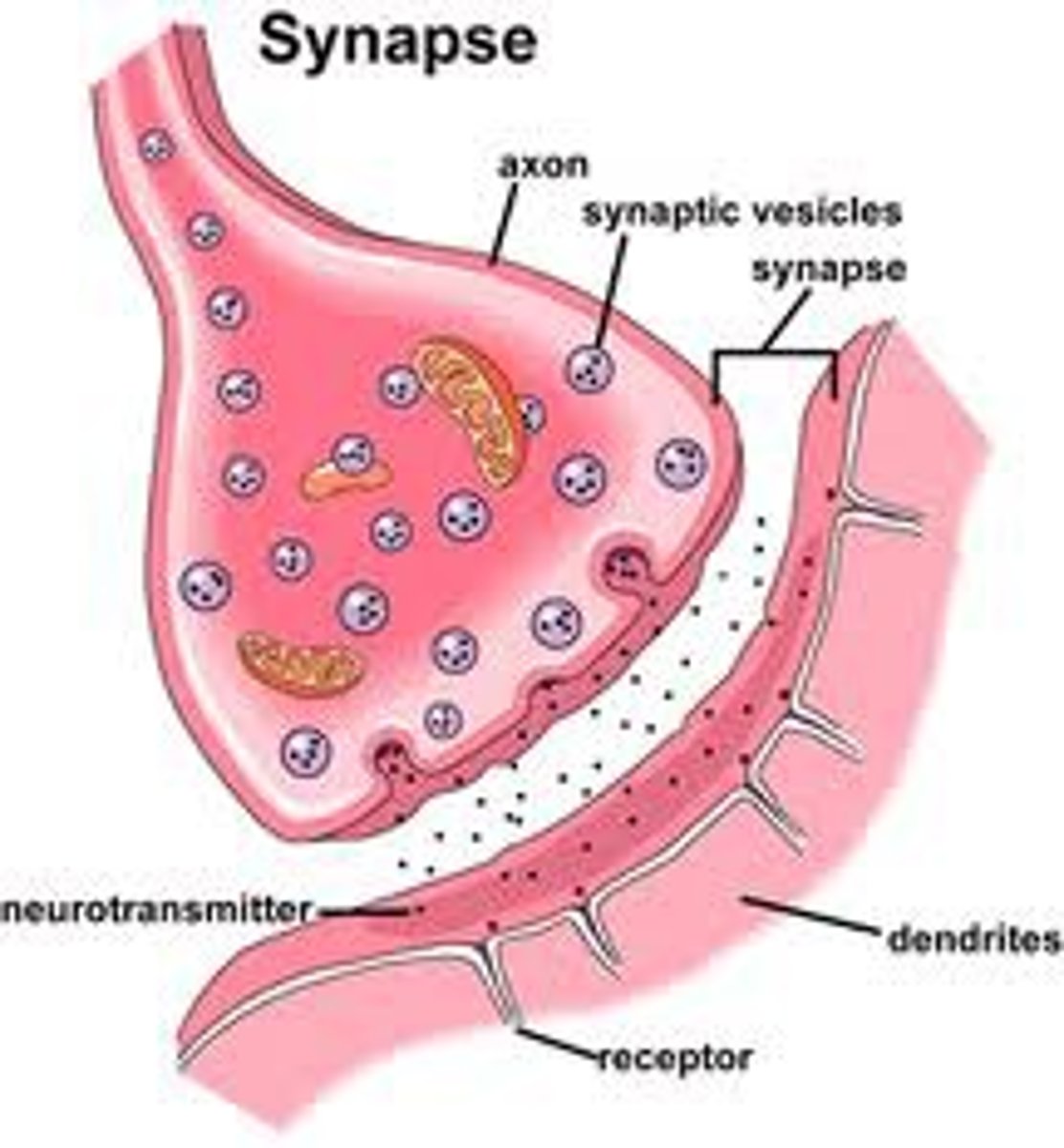 <p>Junction between cells, where a neuron sends signals to another neuron, muscle, or gland cell</p>