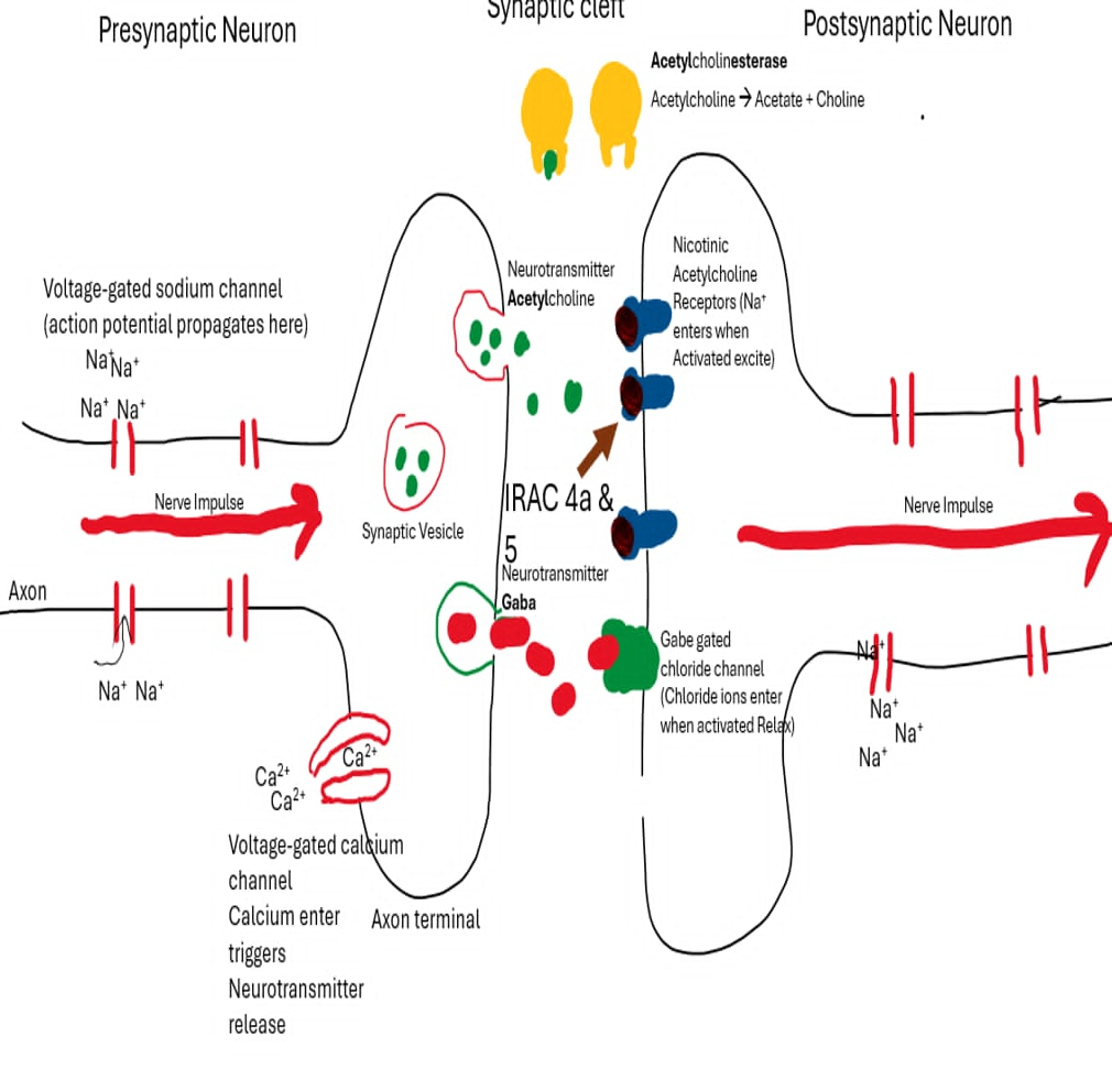 <p>IRAC Group 4a</p><p>Target site: Nicotinic acetylcholine receptors (nAChRs) on postsynaptic neurons</p><p>Class: Neonicotinoids</p><p>Active constituent: Imidacloprid or Dinotefuran</p><p></p><ul><li><p>Neonicotinoids bind to the acetylcholine site on nicotinic acetylcholine receptors. </p></li><li><p>The receptors become abnormally/continuously activated. </p></li><li><p>More Na⁺/positive ions enter the neuron than normal. </p></li><li><p>The neuron is continuously stimulated. </p></li><li><p>This causes overexcitation. </p></li><li><p>Tremors → paralysis → death</p></li></ul><p></p><p></p><p></p><p>IRAC Group 5</p><p>Target site: Nicotinic acetylcholine receptors (nAChRs) — different binding site from Group 4A</p><p>Class: Spinosyns</p><p>Active constituent: Spinosad</p><p></p><ul><li><p>Spinosad bind to the acetylcholine site on nicotinic acetylcholine receptors. </p></li><li><p>The receptors become abnormally/continuously activated. </p></li><li><p>More Na⁺/positive ions enter the neuron than normal. </p></li><li><p>The neuron is continuously stimulated. </p></li><li><p>This causes overexcitation. </p></li><li><p>Tremors → paralysis → death</p></li></ul><p></p>