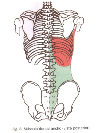 <p>Dorsal ancho </p>