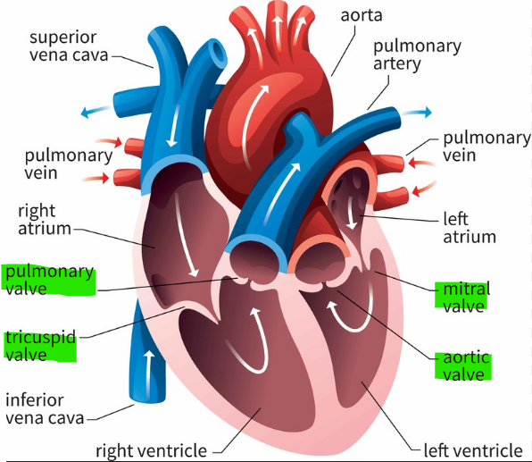 <p>Tricuspid, pulmonary semilunar valve, bicuspid (mitral), aortic semilunar valve </p>