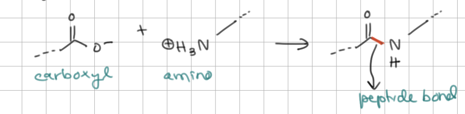 <p>During polypeptide synthesis, a <strong>peptide</strong> bond is formed between <u>old C-terminus</u> and new <u>N-terminus</u></p>
