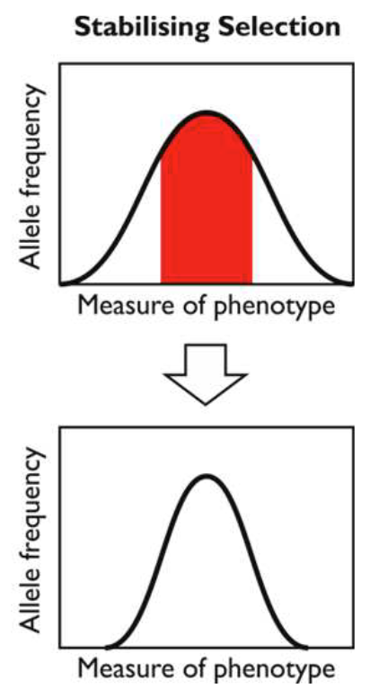 <ul><li><p>Occurs when the intermediate phenotype is selected over the extreme phenotypes, & tends to occur when the environment doesn’t change much (e.g. babies of intermediate birth weight are most likely to survive)</p></li><li><p>Individuals closest to the mean are favoured, & any new characteristics are selected against → results in low diversity</p></li></ul><p></p>