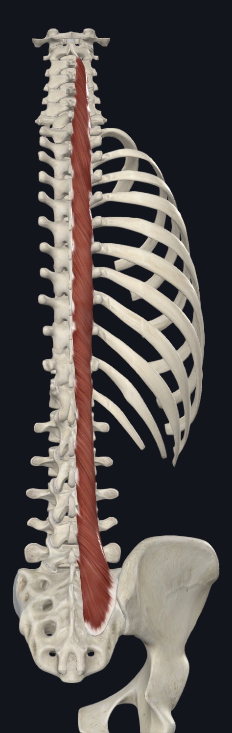 <p>Multifidus <strong>Insertion</strong></p>