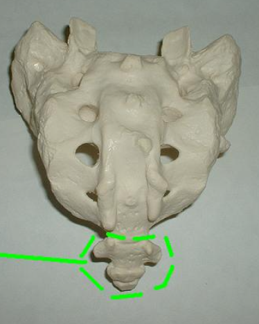 <p>aka tailbone </p>