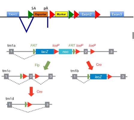<p>-makes null allele of the targeted gene- reporter has no promoter but a slice acceptor site and polyadenylation site, meaning splicing to this exons occurs w high efficiency &amp; the remainder of the gene is not transcribed</p><p>-reports on expression pattern of the targeted gene - reporter protein is made as an in-frame fusion w N-terminal region of the target gene (can be detected e.g. as B-galactosidase activity if reporter is lacZ)</p><p>-contains an independent marker gene to select for the integration event -marker has own promoter (red arrow) &amp; confers resistance to a drug</p><p>-contains targets for site specific recombinases - FRT sites (green arrow) are targets for FLP recombinase so recombinase exposure deletes fragment of DNA flanked by 2 FRT sites</p><p> LoxP sites (red arrows around E2) targets for Cre recombinase, so exposure to the recombinase deletes fragment DNA flanked by 2 LoxP sites</p><p>(sequential exposure to different recombinases allows controlled deletions of 2 sections )</p>