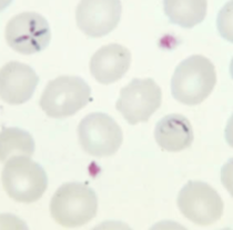 <p>Genus, </p>