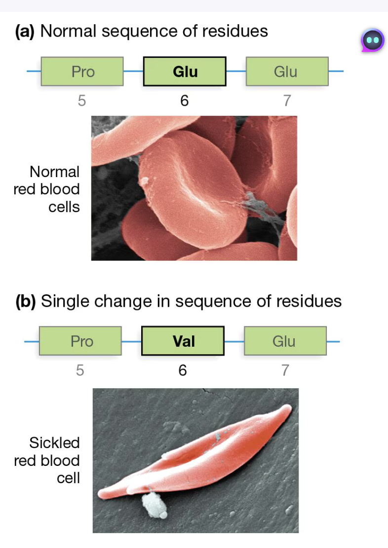 <p>It is because every R-group affects the overall protein’s size, shape, reactivity, and solubility. So if something is just slightly incorrect or flipped (like a different amino acid), then the entire protein could be messed up, like in the example of hemoglobin, where a change on the amino 6 group makes it sickle cell disease. <br><br>look at image </p>