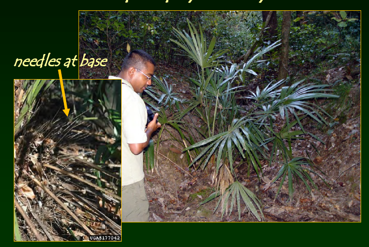<p>•</p><p>Arecaceae</p><p>•</p><p>Restricted to south Coastal Plain</p><p>•</p><p>Monotypic genus</p><p>•</p><p>Moist habitats</p><p>•</p><p>Key Characters:</p><p>•</p><p>Slightly taller than Sabal minor</p><p>•</p><p>Needles at base</p>