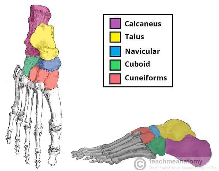 <p>Metatarsals</p>