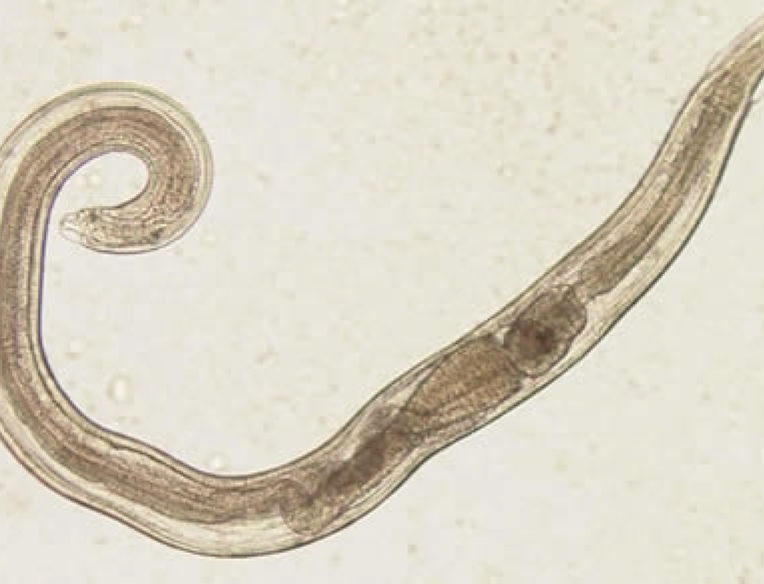 <p>What nematode/roundworm/parasitic worm is this?</p>