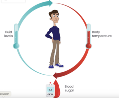 <p>The maintenance of a stable internal environment (e.g., regulating body temperature or water levels).</p>