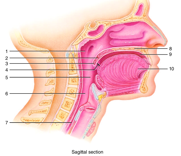 <ol start="4"><li><p></p></li></ol><p></p>