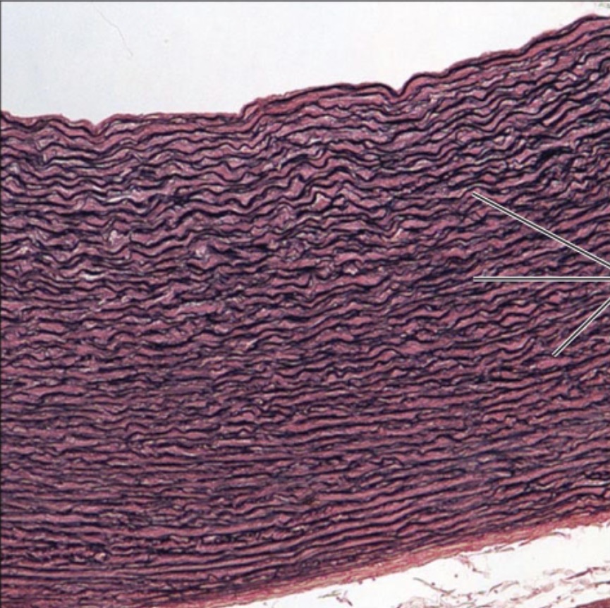 <p>what is the name of this tissue?</p>