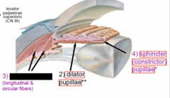 <p>What muscle is blacked out</p>