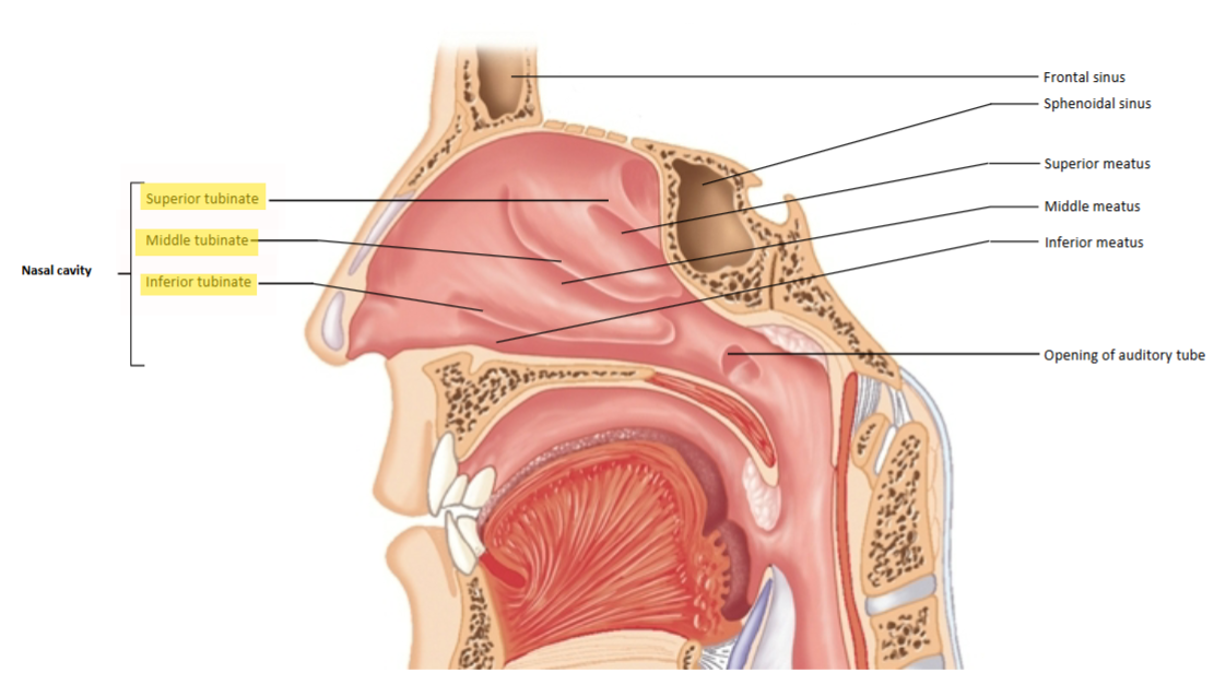 <p>Three b<span style="color: yellow;">ony projections</span> on each side of the nasal cavity that increase surface area.</p>