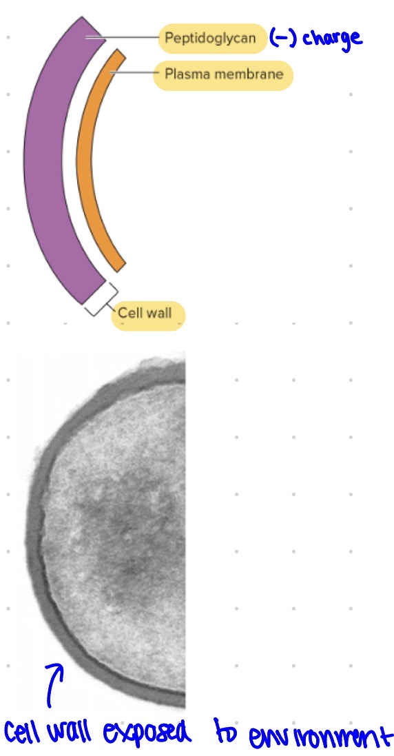 <ul><li><p>stains more purple</p></li><li><p>Has a thick peptidoglycan layer </p></li><li><p>Threaded by teichoic acids </p></li></ul><p></p>