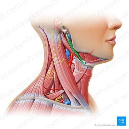 <p>stylohyoid (ACTION)</p>