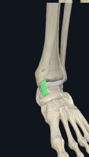 <p>What is the insertion of the anterior tibiotalar ligament?</p>