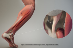 <p>ligaments</p>