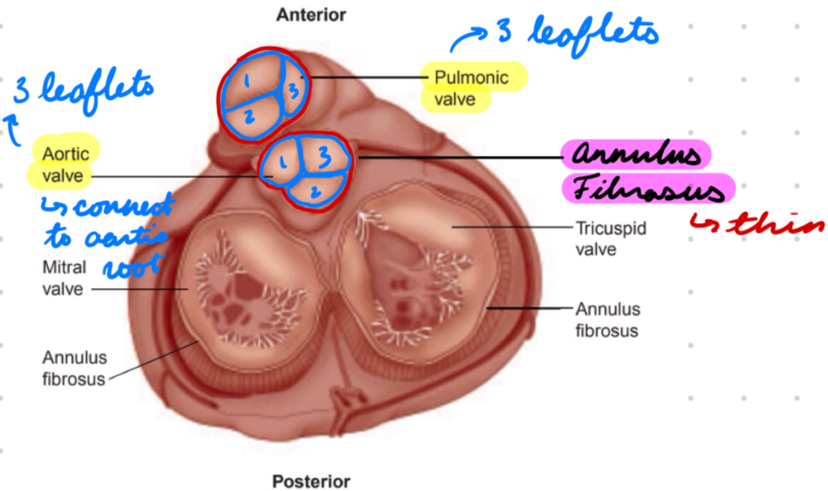 <p>Attach to annulus fibrosus (fibrous ring) connecting to cardiac skeleton (connective tissue)</p><p>3 in aortic (L) and pulmonary (R)</p>