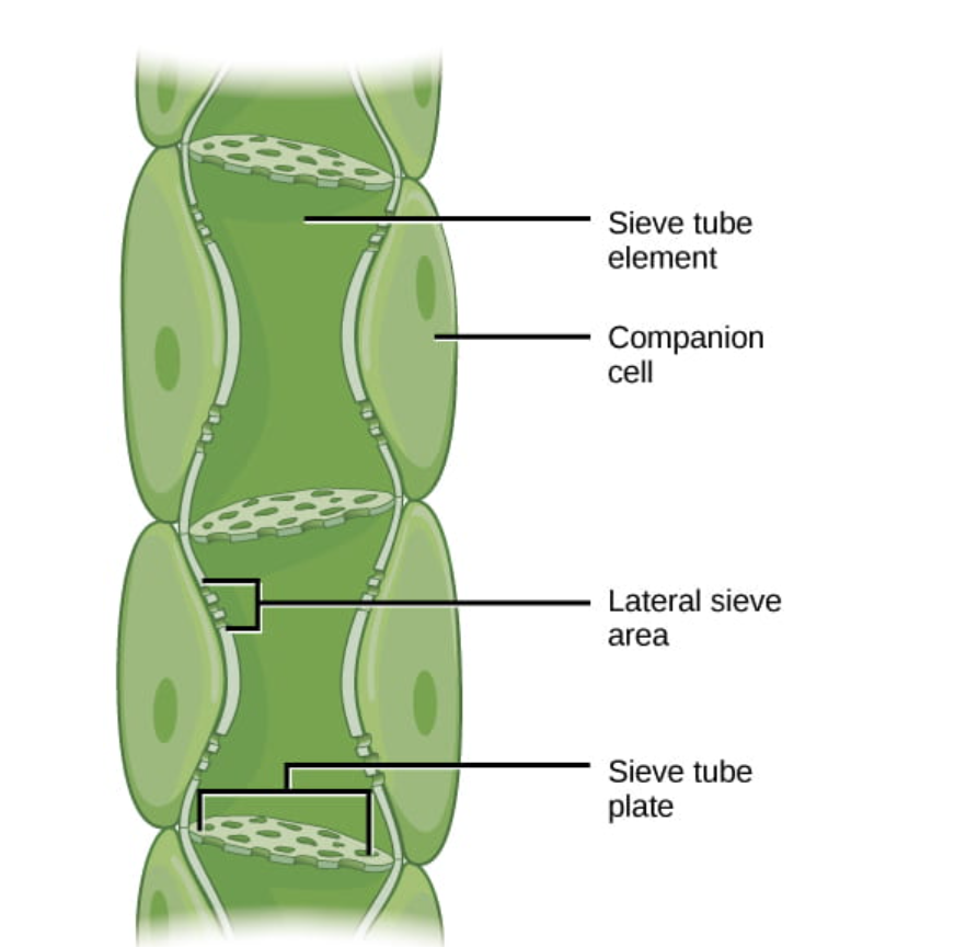 <ul><li><p>photosynthates (sucrose) are produced in parenchyma cells of photosynthesizing leaves</p></li></ul><p>→ sugars are actively transported (ATP) from source cells into the sieve-tube companion cells </p><ul><li><p>companion cells use ATP-powered proton pump to create EG outside cell than proton-sucrose cotransporter to move proton down its CG with sucrose against its CG and into the companion cells </p></li></ul><p>→ active transport of sugar into the companion cells allows the companion cells to accumulate higher conc of sugar than the photosynthesizing leaves</p><p>→ in companion cells, the sugar diffuses down its CG into the phloem sieve-tube elements (connected by pores) through the plasmodesmata </p><p></p>