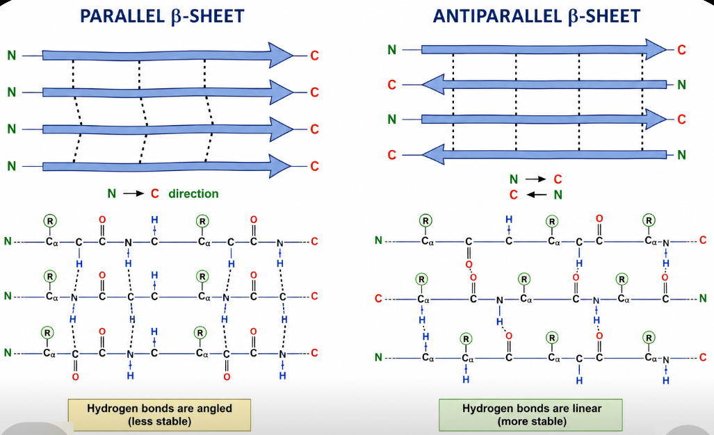 <p><strong>Parallel and antiparallel β-sheets</strong> are types of <strong>secondary protein structure</strong> formed when β-strands are held together by hydrogen bonds.</p><p> Parallel β-sheet </p><ul><li><p>Adjacent β-strands run in the <strong>same direction</strong> (N-terminus → C-terminus).</p></li><li><p>Hydrogen bonds are slightly angled, making them a bit less stable.</p></li></ul><p></p>