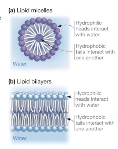 <p>What does this image represent?</p>